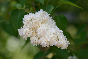 White lilac flowers blooming in spring garden. Close-up on delic, a Nature Photo by ndanko