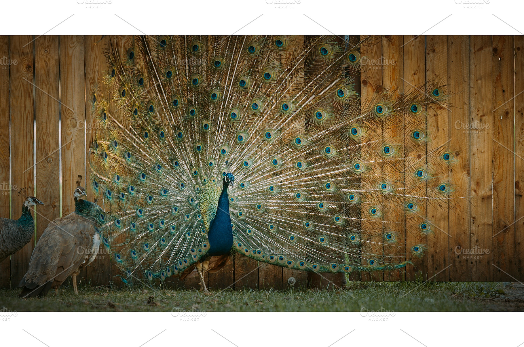 peacock fluffs up his tail and, an Animal Photo by Our Amazing World
