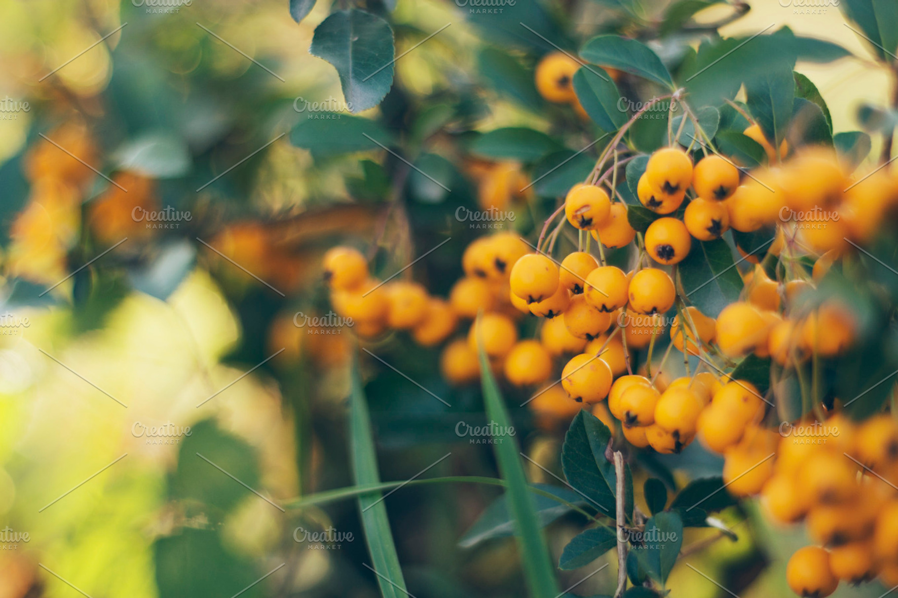 Rosehip Yellow, a Nature Photo by Pixelglow Images