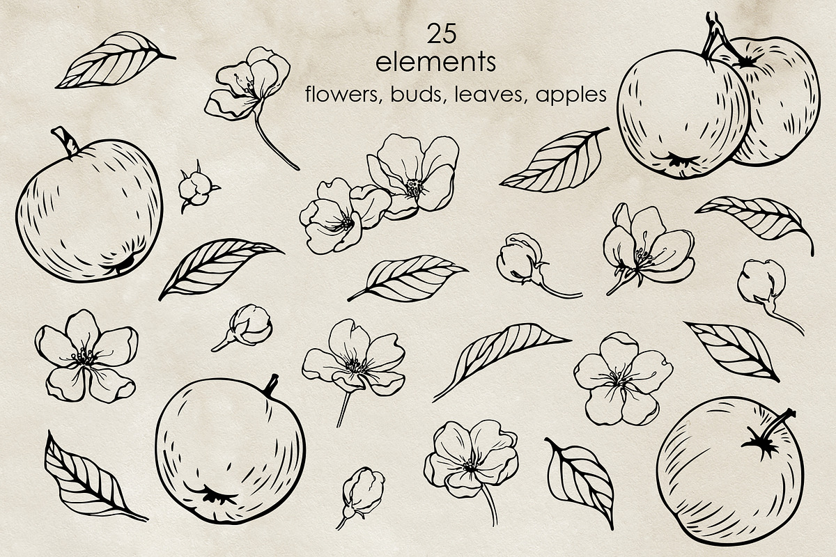 Apple blossom & fruit. Vector set, a Decorative Illustration by ON_lineart_store (Photo 3 of 12)