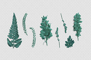 Azure Pressed Botanical PNG Pack, an Object Graphic by Custom Scene (Thumbnail 2 of 8)