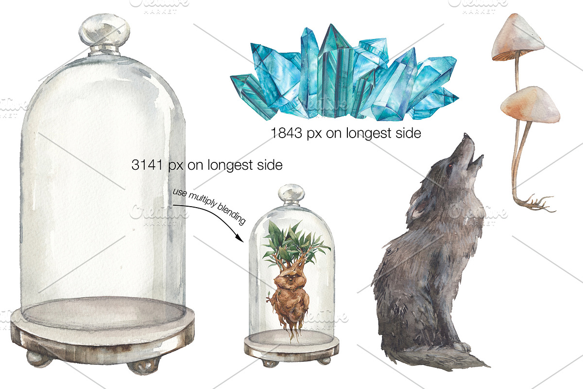 Magic Mandrake, an Illustration by Eisfrei (Photo 4 of 8)