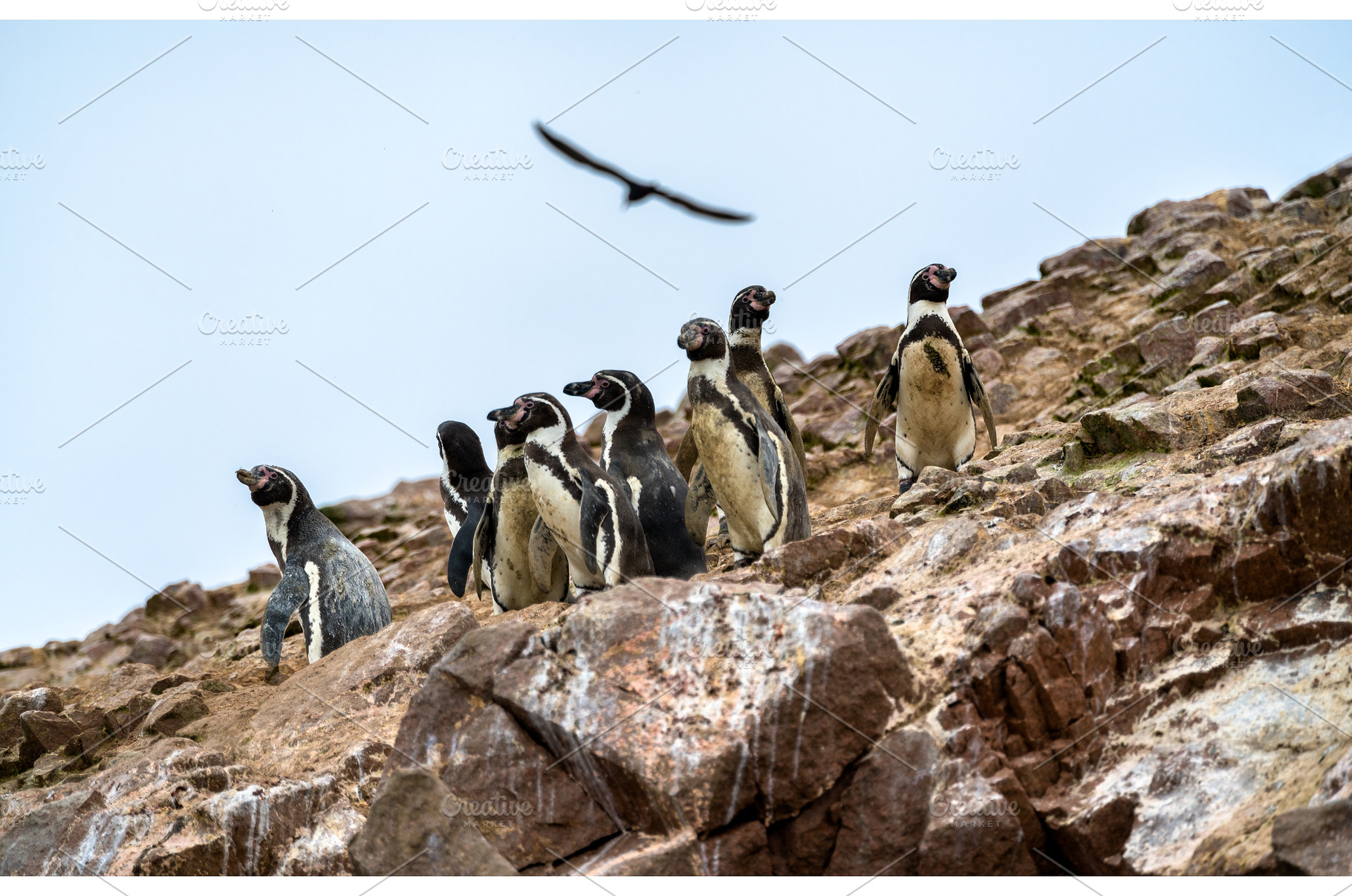Humboldt penguins on the Ballestas, an Animal Photo by Leonid Andronov
