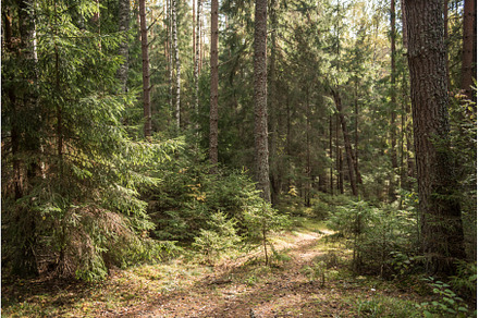 Autumn forest, wild dense pine, a Nature Photo by COLORFUL