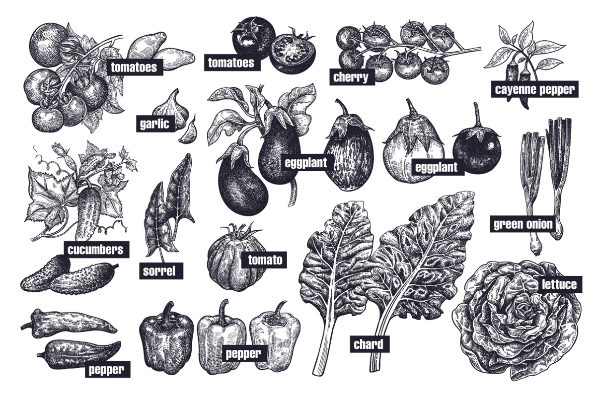 Vegetables and mushrooms., a Food Illustration by MarinaVorontsova (Photo 2 of 10)
