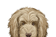 Poodle Cross Breeds 27 Dogs/Puppies, an Animal Illustration by Dneprstock (Thumbnail 8 of 27)