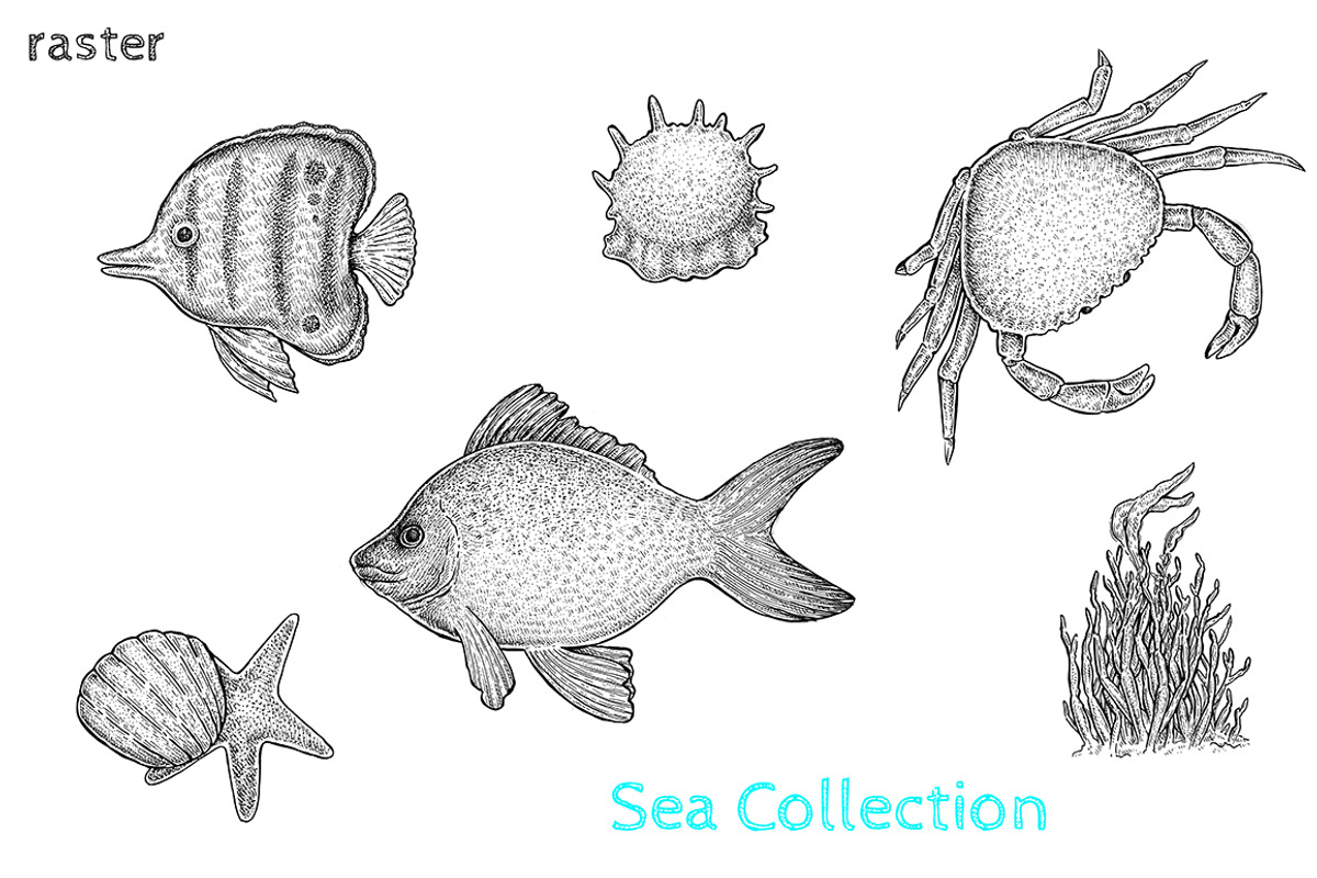 Sea Collection, an Animal Illustration by Eugenia Hauss Design