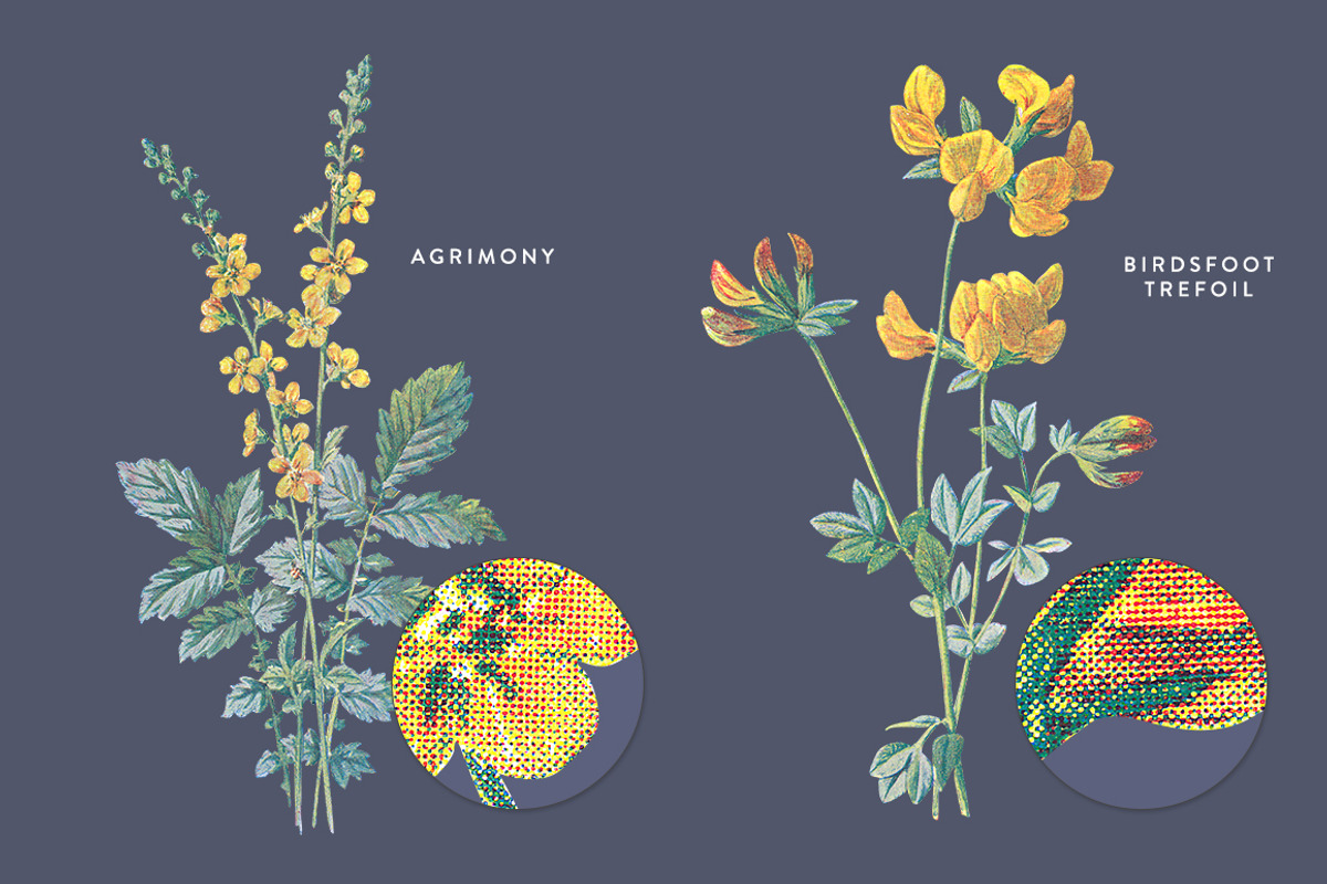 Vintage Flowers Vol.02 - Extra Large, an Illustration by Greta Ivy (Photo 3 of 16)