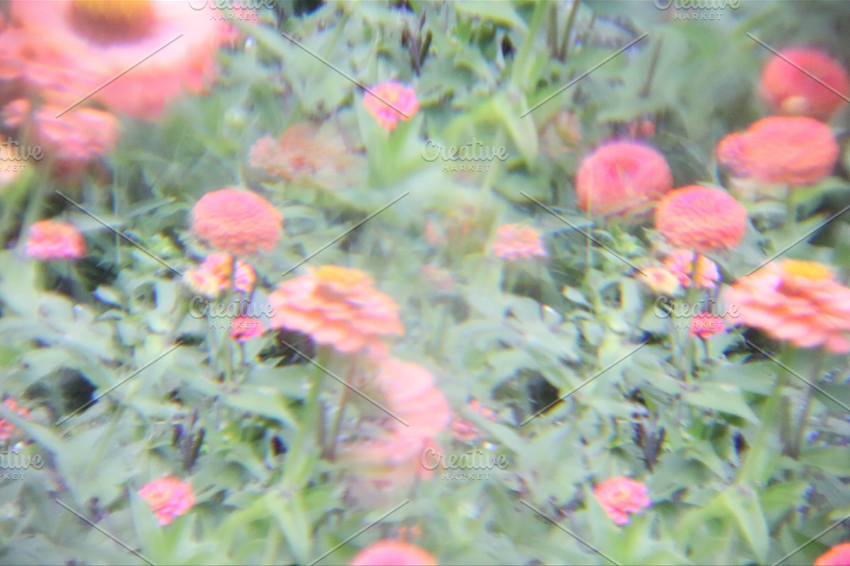 Dreamy, Ethereal Flower Photo Bundle, a Nature Photo by AmandaFagan (Photo 13 of 13)