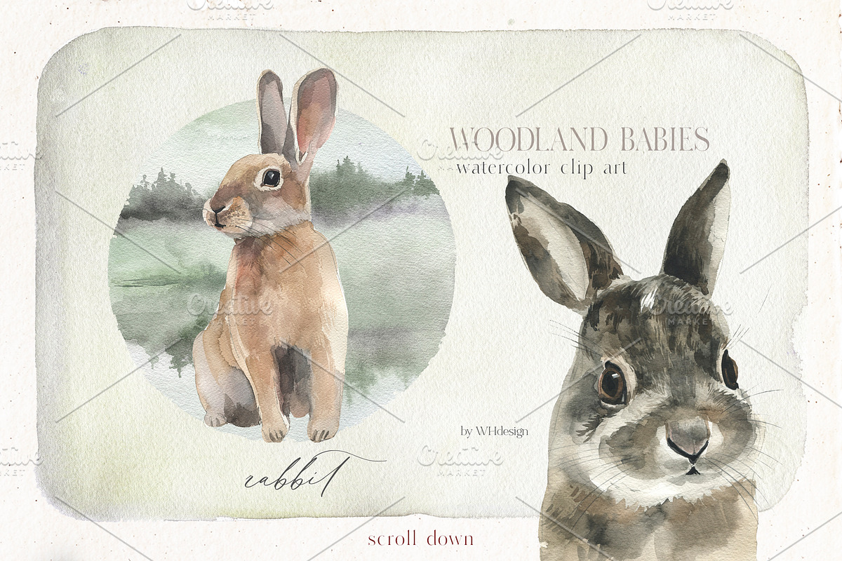 Woodland Babies Wild Animals Clipart, an Animal Illustration by whiteheartdesign (Photo 9 of 28)