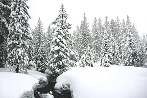 Snow flocked trees & icy river containing snow flocked, trees, and forest
