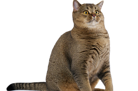Adult gray cat scottish straight sitting on a white background, an Animal Photo by ndanko