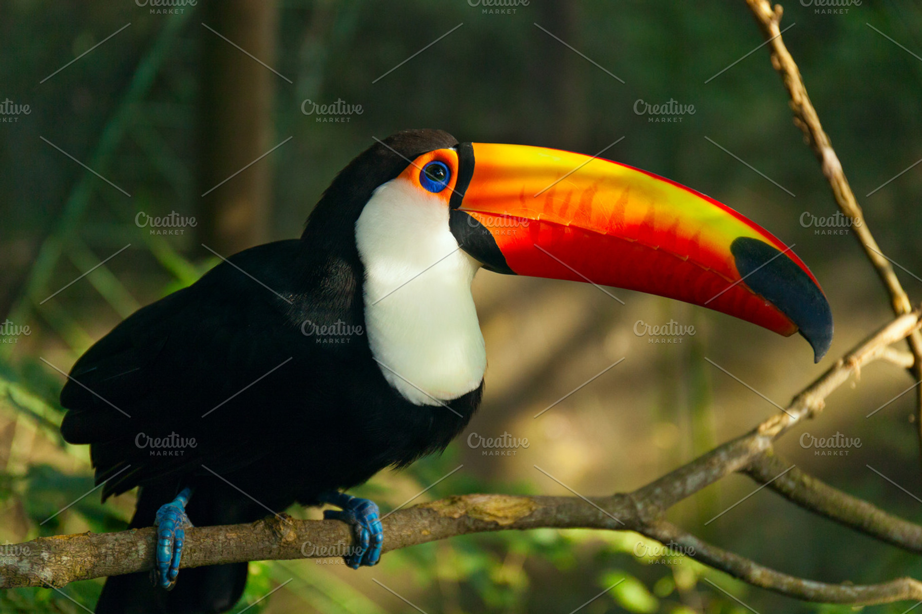 Toucan Ramphastos toco is sitting on the branch, an Animal Photo by Designifty
