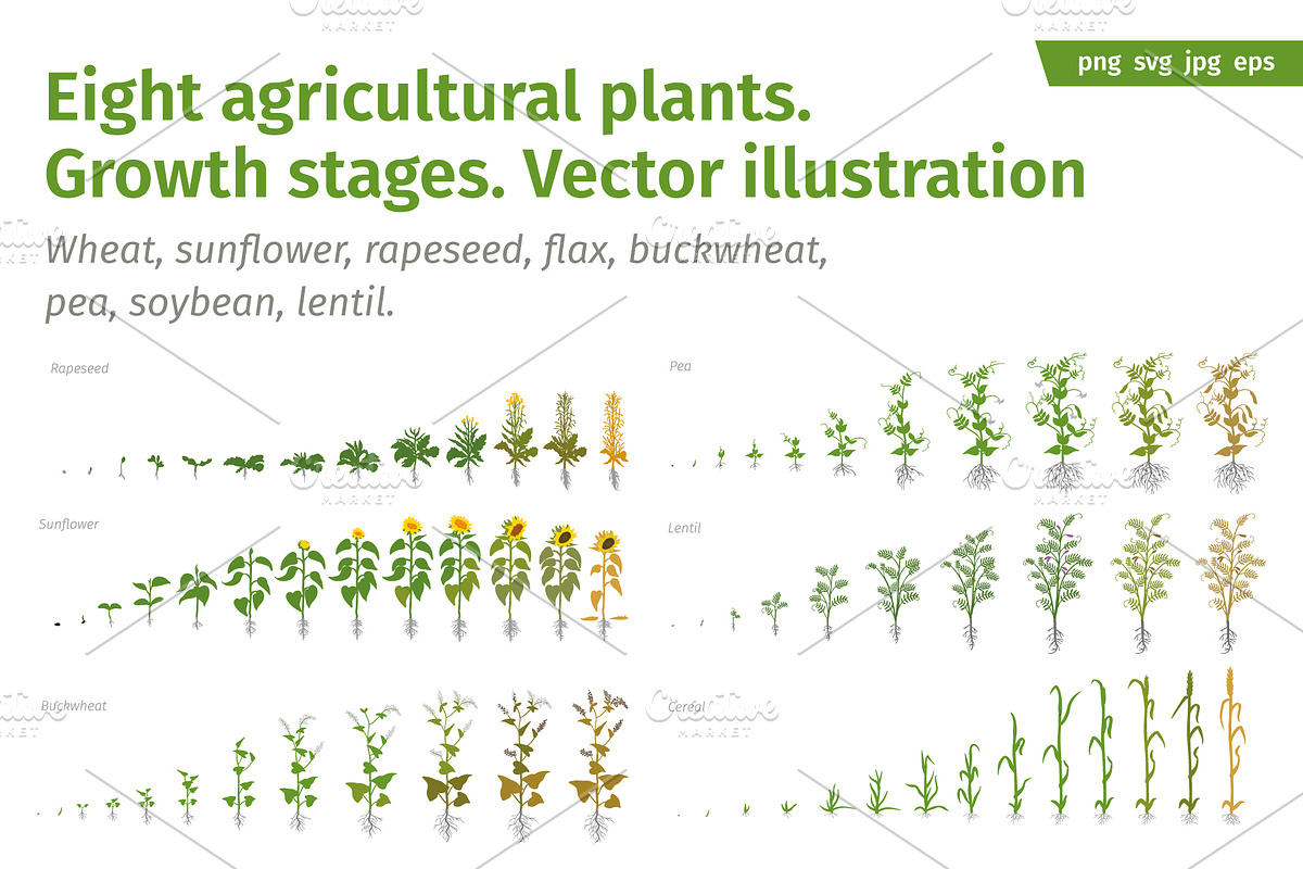 Vegetable growth stages pack, a Food Illustration by Ilia Design (Photo 1 of 9)