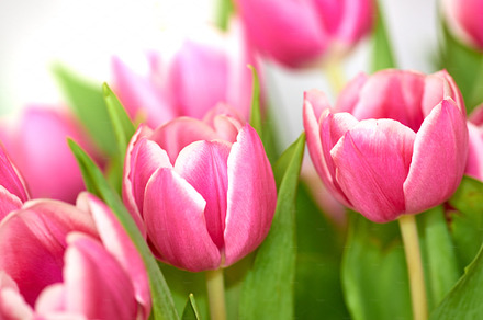 Red tulips, a Photo by Peopleimages.com