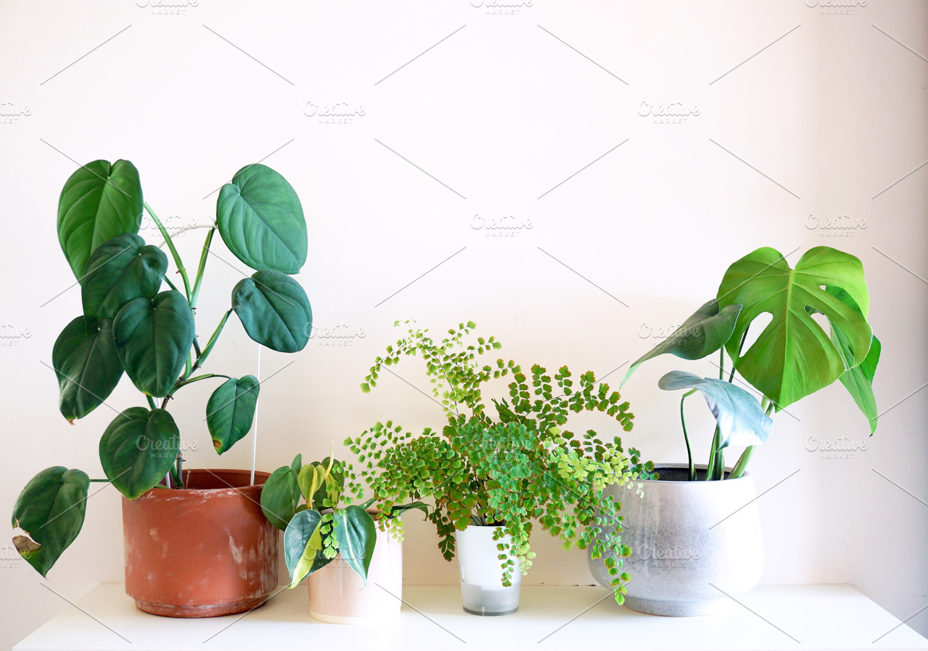 Indoor plants stock photo containing plant and indoor plant, a Nature Photo by Merinda Designs