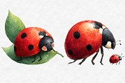 Watercolor Spring Ladybug Clipart, an Illustration by Designworld (Thumbnail 2 of 6)