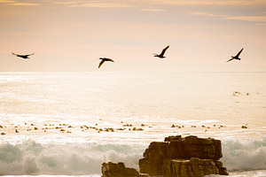 Birds Flying Over Ocean, an Animal Photo by THP Creative