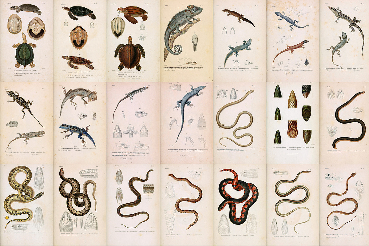 Complete Natural History of Reptiles, an Animal Illustration by Dene Studios (Photo 10 of 11)