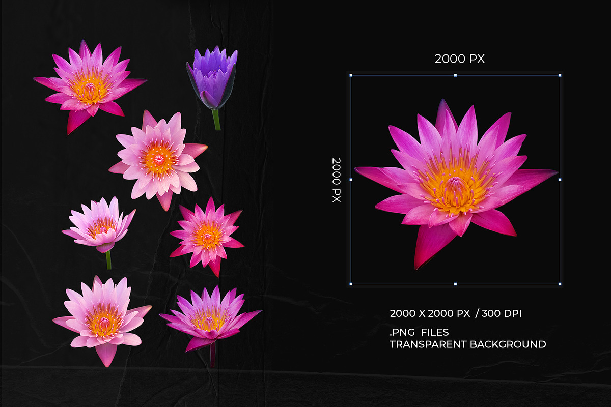 Die-cut Real Flowers Set 2 Bundle, a Nature Photo by aniunova (Photo 3 of 4)