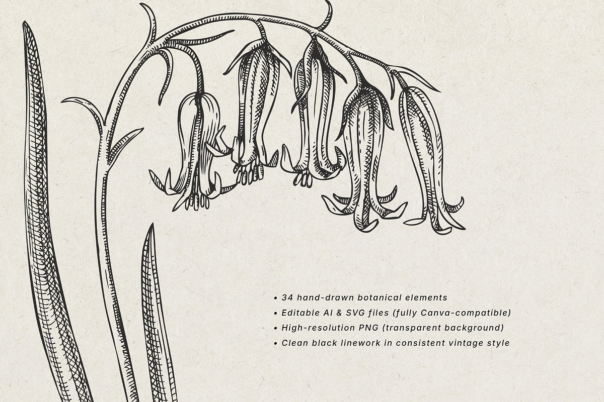 Spring Wildflower Vintage Vector Set, a Seasonal Illustration by Yevheniia (Photo 2 of 9)