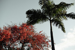 Palm and red blooming tree sky, a Nature Photo by SkyNext