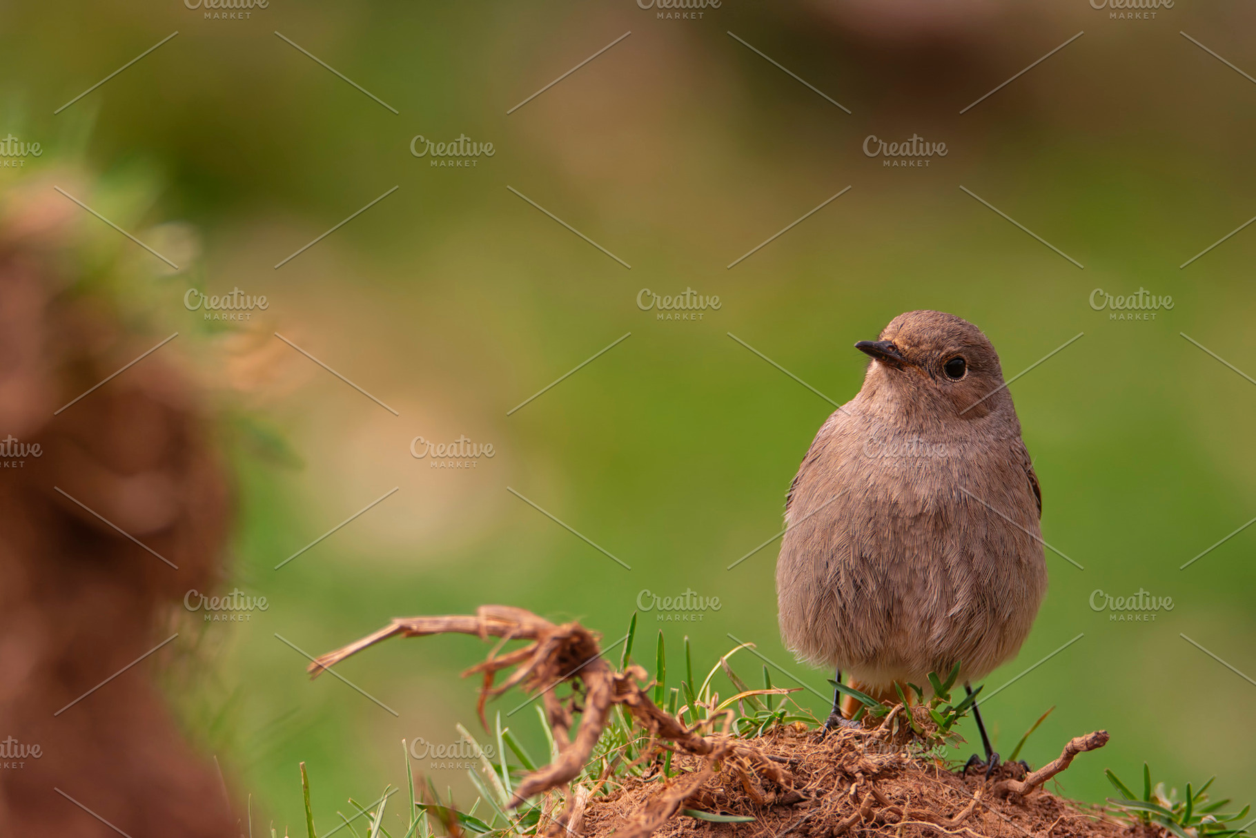 Female Common redstart in the forest., an Animal Photo by CreativePhotoSpain