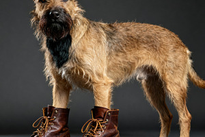 Dog Wearing Brown Leather Boots, an Animal Photo by Virgo Studio