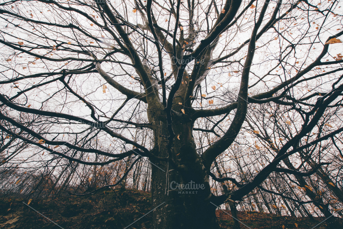 Haunted Halloween Forest Pack 1, a Holiday Photo by Atmospheric visuals (Photo 2 of 6)