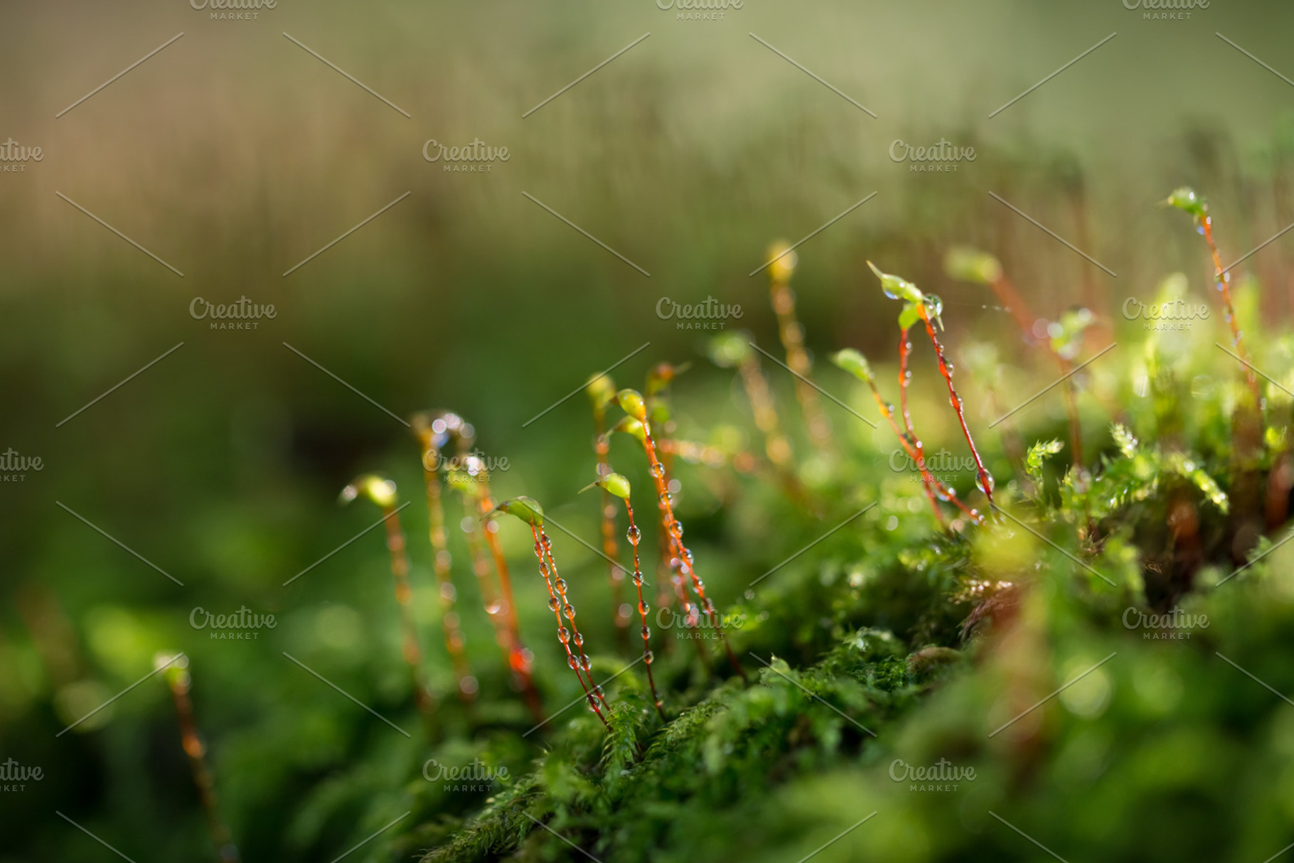 Moss featuring autumn, season, and nature, a Nature Photo by Screeny's Photo Bucket