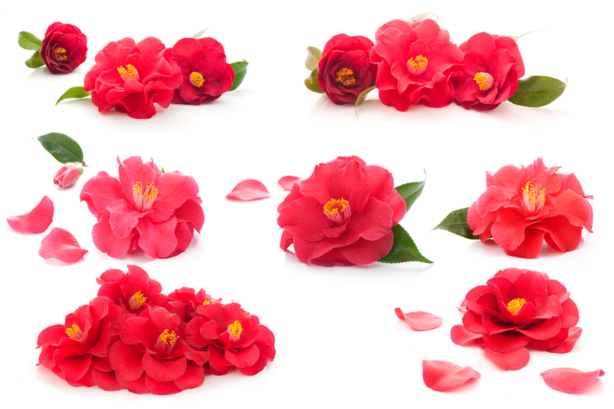 Camellia. Photography set, an Object Graphic by Pullia (Photo 4 of 10)