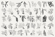 Vintage Leaf & Branch Illustrations, a Decorative Illustration by Century Library (Thumbnail 5 of 9)