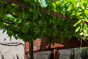 Unripe grape in the vineyard, a Nature Photo by Anna Bogush