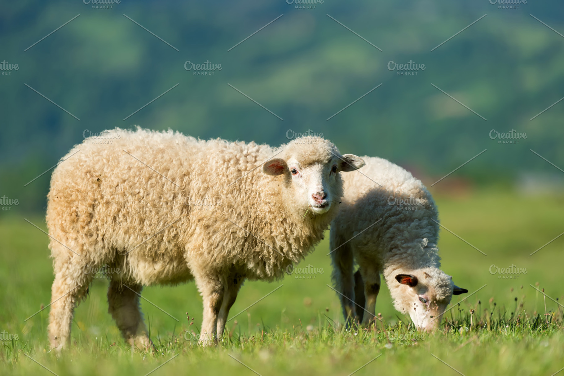 Sheep featuring sheep, animal, and farm, an Animal Photo by Byrdyak