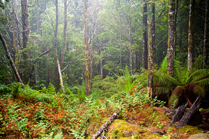 Tasmania Old Growth Forest, a Nature Photo by THP Creative