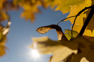 autumn foliage on maple tree branches in sunny autumn weather, maple seeds on t, a Photo by rsoollAI