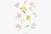 watercolor coquette pink peony set, a Decorative Illustration by Patishop Art (Thumbnail 9 of 10)