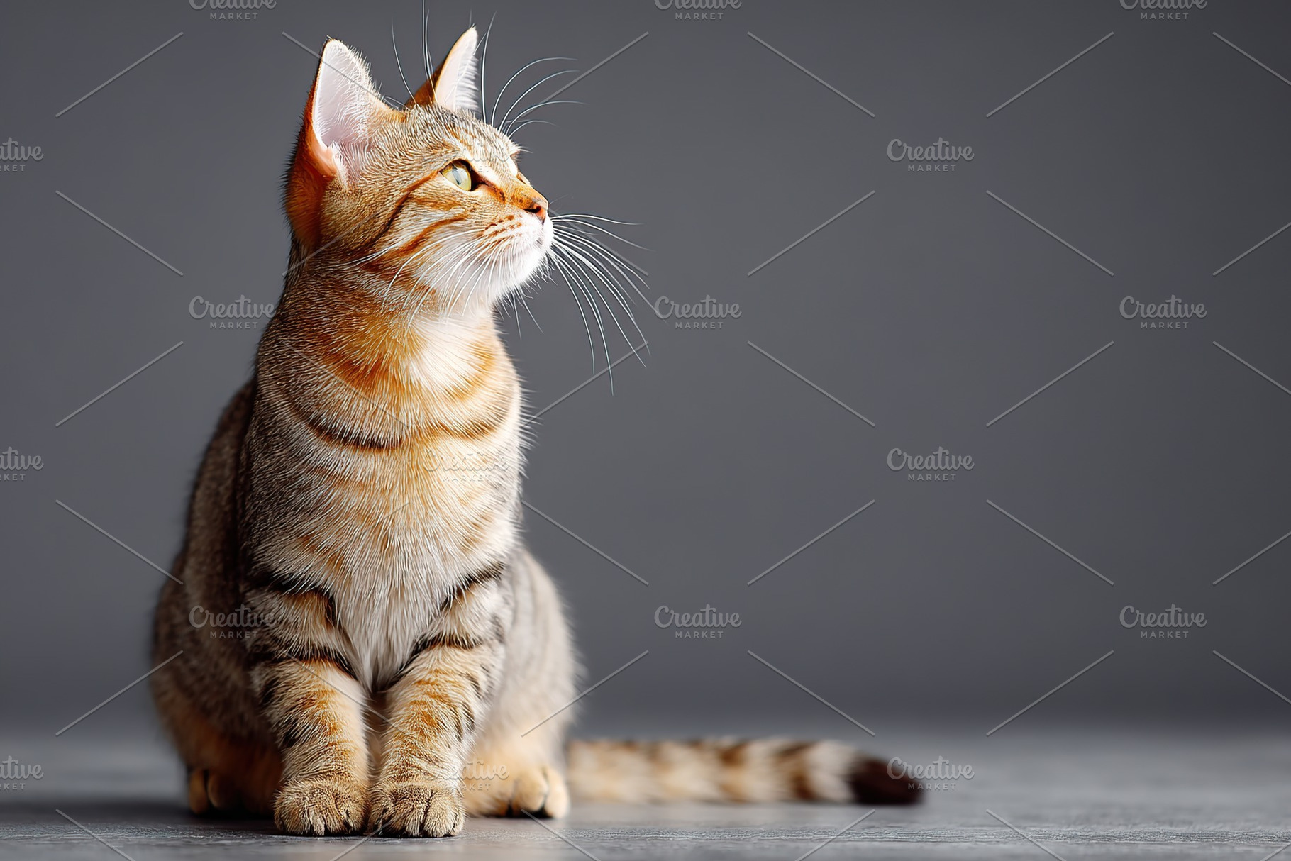 Healthy studio portrait of an orange and gray striped cat posed against a neutr, an Animal Photo by AlyaAnd