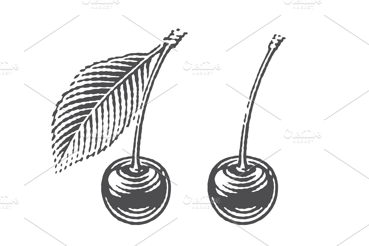 Cherry set engravings #3, a Food Illustration by Irina Trusova (Photo 4 of 5)