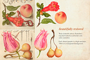 80 Vintage Nature Illustrations, an Object Graphic by The Object Atlas (Thumbnail 9 of 11)