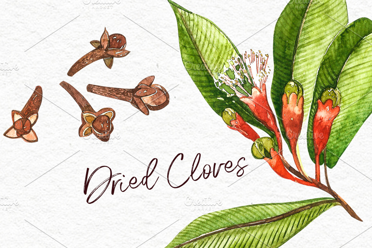 Star anise, Cinnamon, Cardamon, a Food Illustration by Ann Astro (Photo 3 of 6)