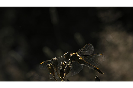 Beautiful dragonfly sitting on the, an Animal Photo by Media Whale Stock