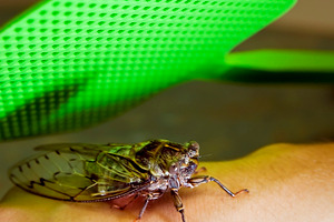 Swatting A Bug, an Animal Photo by THP Creative