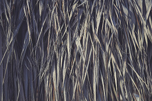 11 Palm Leaves Textures