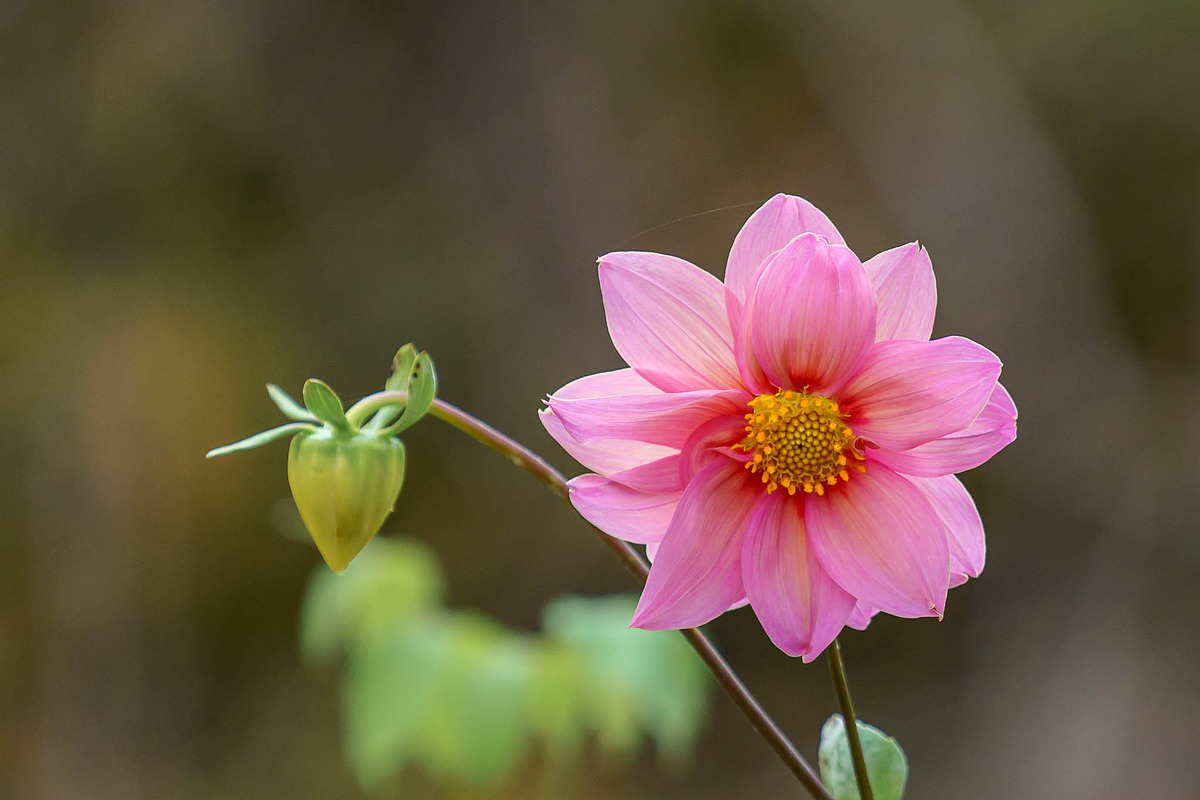 Pink Cosmos Flower Photo Bundle – 5, a Nature Photo by Silent Nature (Photo 2 of 6)