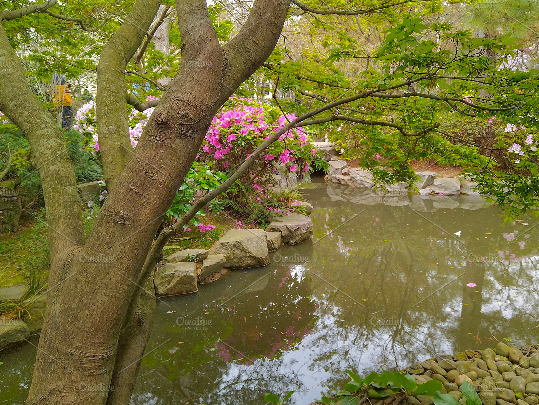 Japanese garden, botanic garden of montevideo city, uruguay, a Nature Photo by DanFLCreativo