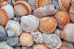 Shells macro shot stock photo containing shells and macro