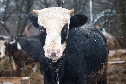 Bull under the snow