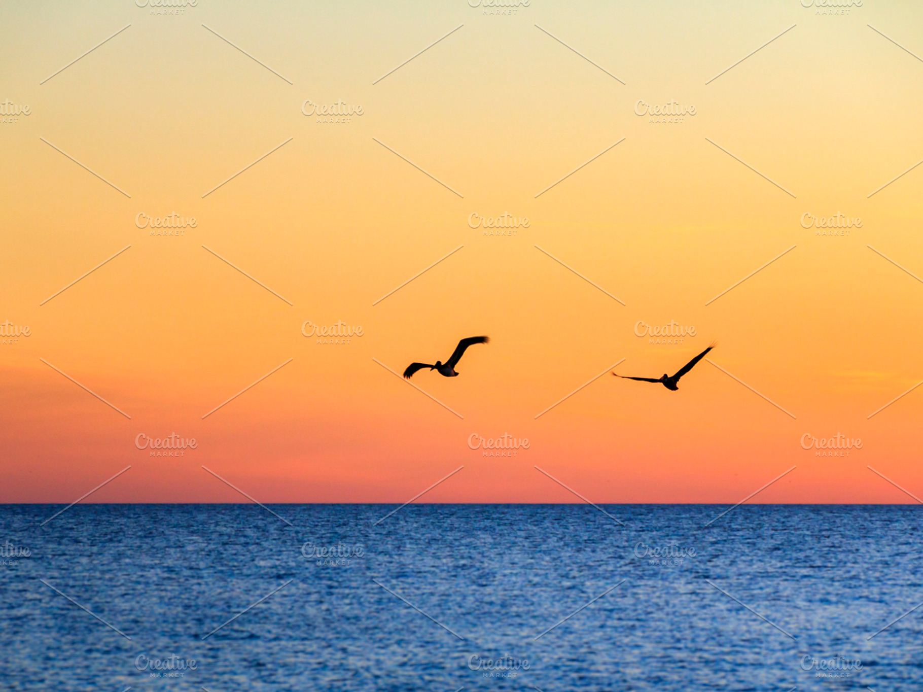 Two Pelicans Flying at Sunset