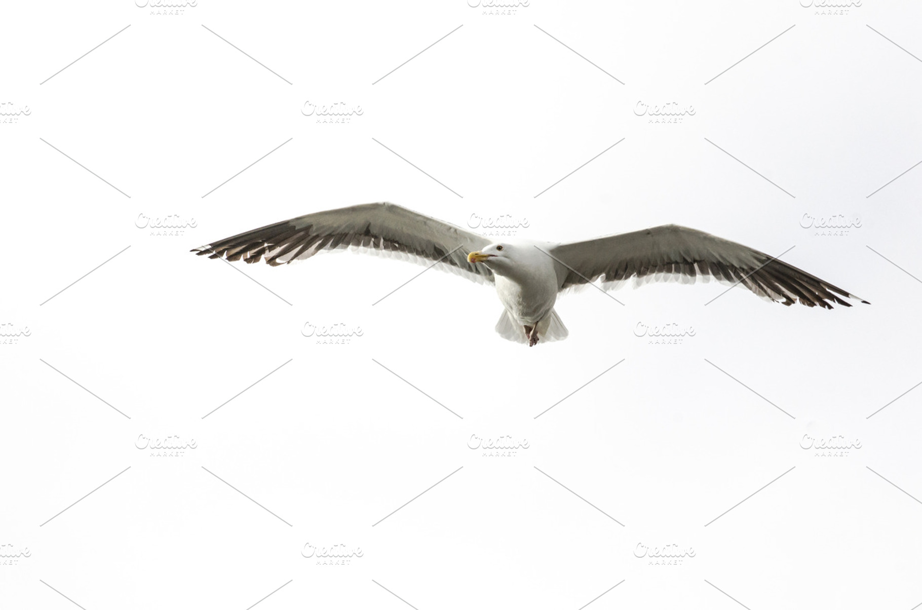 Solo Seagull